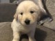  Kc Chiots golden retriever enregistr&eacute;s 