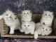 Superbes chatons Sacr&eacute;s de Birmanie 