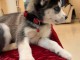 Adorables chiots Husky m&acirc;les et femelles &agrave; adopter.