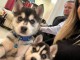 Adorables chiots Husky m&acirc;les et femelles &agrave; adopter.