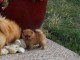 &Agrave; donner Magnifiques chiots spitz nain