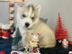 Chiots Husky Sib&eacute;rien lof pour le no&euml;l