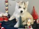 Chiots Husky Sib&eacute;rien lof pour le no&euml;l