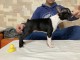 Boston Terrier chiots &agrave; vendre