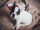 Don de chiot bouledogue fran&ccedil;ais trois mois