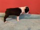 Boston Terrier chiots &agrave; vendre