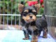 Chiots Yorkshire &agrave; adopter