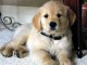 Chiot golden retriever trois mois