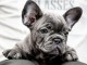 Bulldog fran&ccedil;ais chiots &agrave; vendre