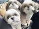 Chiots d&rsquo;apparence Shitzu 