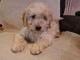 Goldendoodle chiots &agrave; vendre