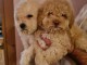 Labradoodle chiots &agrave; vendre