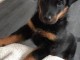 &Agrave; donner chiots Beauceron