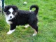 Donne 2 chiots Berger Australien non LOF