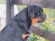 Rottweiler chiots &agrave; vendre