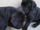 &Agrave; donner Chiots cane corso Disponible de suite 