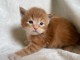 Chatons Maine Coon Ag&eacute; de 3 Mois
