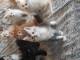 Chatons Maine Coon Ag&eacute; de 3 Mois