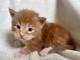 Chatons Maine Coon Ag&eacute; de 3 Mois