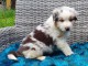 Chiot Tr&egrave;s jolie Femelle Berger Australien