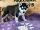 Chiot Siberian Husky M&acirc;le