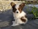 Adorable Chiot Papillon Femelle