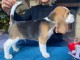 Chiots Beagle Ag&eacute; de 3 Mois