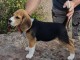 Chiots Beagle Ag&eacute; de 3 Mois