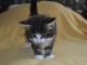 Adorables chatons type norv&eacute;giens &agrave; donner