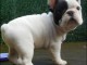 A donn&eacute; chiots bouledogue fran&ccedil;ais