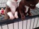 Chiots Chihuahua Ag&eacute; de 3 Mois