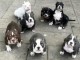 Chiots d&rsquo;apparence Bully am&eacute;ricain 