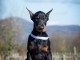 Dobermann chiots &agrave; vendre