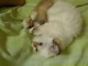 A donn&eacute; tr&egrave;s beaux chatons de race Sacr&eacute; de Birmanie