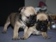 Bulldog fran&ccedil;ais chiots &agrave; vendre