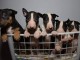 Bull terrier chiots &agrave; vendre