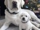 Chiots d&rsquo;apparence Labrador retrievers 