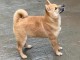 Shiba Inu chiots &agrave; vendre