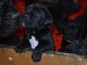 Cane Corso chiots &agrave; vendre