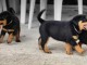 Chiots Rottweiler a Donn&eacute;