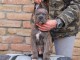 Cane Corso chiots &agrave; vendre