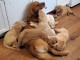Chiots Golden Retriever disponibles &agrave; l