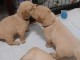 Chiots Golden Retriever &agrave; vendre