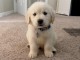 Chiots Golden Retriever &agrave; vendre