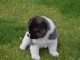 A donn&eacute; Chiots de race Akita am&eacute;ricain 