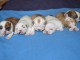 A donn&eacute; chiots bulldog anglais 