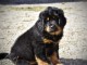 Chiots Mastiff Tib&eacute;tain