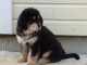 Chiots Mastiff Tib&eacute;tain