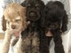 Chiots d&rsquo;apparence cocker spaniel 