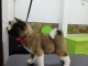 Akita am&eacute;ricain chiots &agrave; vendre